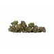 Silver Haze - 5 CBD freeze-dried Cannabidiol cannabis flowers, 4 grams - CANVORY